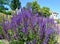 The blossoming sage forest Salvia nemorosa L., Ostfriesland grade