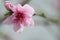 Blossoming sakura