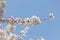 Blossoming sakura branch, delicate white petals close-up