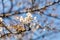 Blossoming sakura branch, delicate white petals close-up