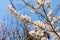 Blossoming sakura branch, delicate white petals close-up