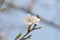 Blossoming sakura branch, delicate white petals close-up