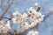 Blossoming sakura branch, delicate white petals close-up