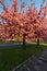 Blossoming sakura cherry tree on street with clear sky above