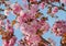 Blossoming sakura with pink flowers