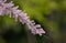 Blossoming salt cedar tree close up - Tamarix gallica on green background