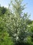 Blossoming Sambucus Nigra  Adoxaceae family . Elder or Elderberry or Black elder or European elder flowering plant
