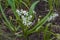 Blossoming Scilla  in early spring