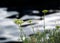 Blossoming sea fennel or Rock samphire or Crithmum maritimum Mediterranean herb
