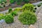 Blossoming shrubby cinquefoil Dasiphora fruticosa} in landscaping