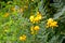 The blossoming Siberian pea shrub Lorberg a yellow acacia Caragana arborescens Lorbergii