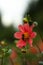 Blossoming single dahlias with a bee