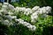 The blossoming single-seed hawthorn Crataegus monogyna Jacq.