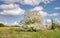 Blossoming single-seeded Hawthorn shrup, Crataegus monogyna