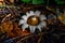 A blossoming single white earth star mushroom in a dark forest