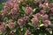 Blossoming skimmia in the garden