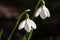 Blossoming snowdrop close-up