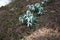 Blossoming snowdrop flowers