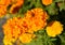 The blossoming spreading marigold Tagetes patula L., close up