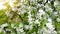 Blossoming spring apple garden with white flowers