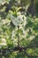 Blossoming spring branch of cherry tree