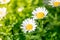 Blossoming spring meadow with chamomile flowers. Beautiful Bloom