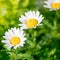 Blossoming spring meadow with chamomile flowers. Beautiful Blooming landscape in sunny day. Nature concept