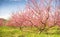 Blossoming spring tree garden