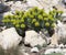 Blossoming spurge on the rock, euphorbia