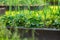 Blossoming strawberry bushes at organic strawberry farm. Harvesting fruits and berries at home garden