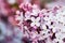 Blossoming syringa, closeup.