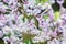 Blossoming Syringa lilac bush, natural scene