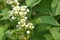 Blossoming Syringa lilac vulgaris