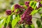 Blossoming syringa in the park