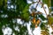 Blossoming tamarind flowers