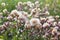 Blossoming thistle, Cirsium arvense. Wild thistle grass Cirsium arvense, Creeping Thistle in summer