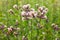 Blossoming thistle, Cirsium arvense. Wild thistle grass Cirsium arvense, Creeping Thistle in summer