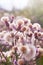 Blossoming thistle, Cirsium arvense. Wild thistle grass Cirsium arvense, Creeping Thistle in summer