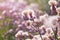 Blossoming thistle, Cirsium arvense. Wild thistle grass Cirsium arvense, Creeping Thistle in summer