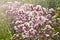 Blossoming thistle, Cirsium arvense. Wild thistle grass Cirsium arvense, Creeping Thistle in summer