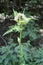 Blossoming thistle garden Cirsium oleraceum L. Scop