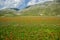 Blossoming time in Castelluccio di Norcia, Italy