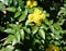 The blossoming trailing mahonia (Mahonia aquifolium (Pursh) of N