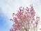 Blossoming tree on a background of blue clouds. Blooming flower on the tree, nature regeneration the sun sky background. The pink