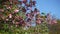 Blossoming tree branch on a background of a dome of a church on Easter day