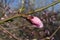 Blossoming tree branch, bud, button