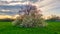 Blossoming tree on greend field.