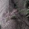 Blossoming tree in Huangshan Mountain, China