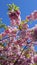 Blossoming tree of japanese cherry (sakura) on blue sky background