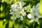 Blossoming of a tree Pears in the spring ..